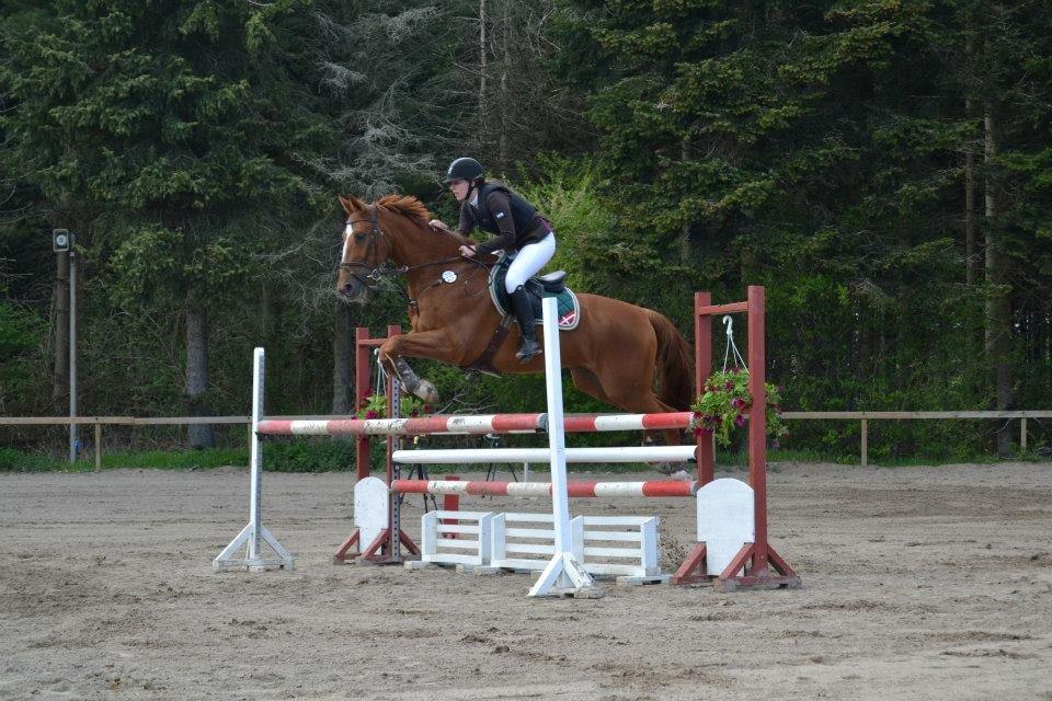 Hollandsk Varmblod Udo - LA* på GLK, tjah en super runde, til Udo tabte mig.. Tossedyr! Foto: Heidi fra GLK billede 18