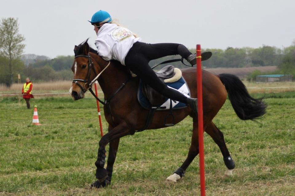 Anden særlig race Shah Little Miss May billede 17