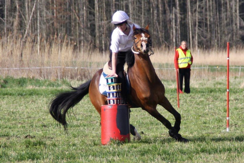 Anden særlig race Shah Little Miss May billede 7