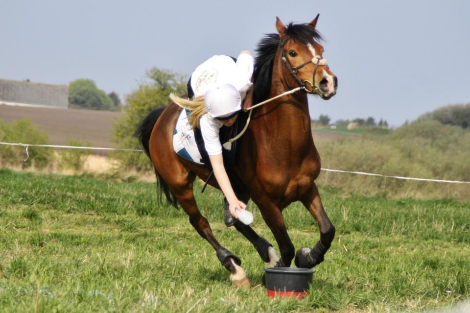 Anden særlig race Shah Little Miss May billede 19