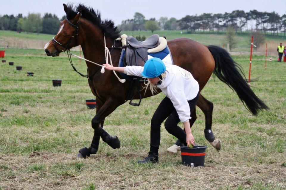 Anden særlig race Shah Little Miss May billede 18