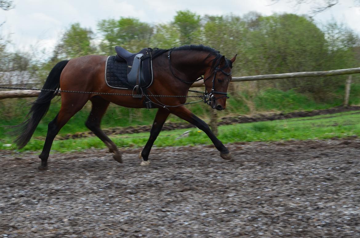 Oldenborg Overmoselunds Coral - 12.05.2013 billede 11