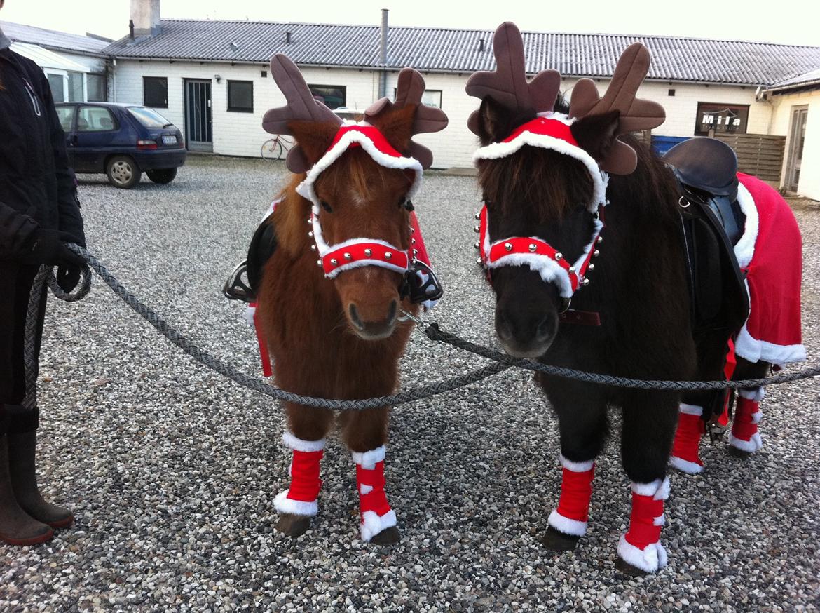 Shetlænder Mille billede 1