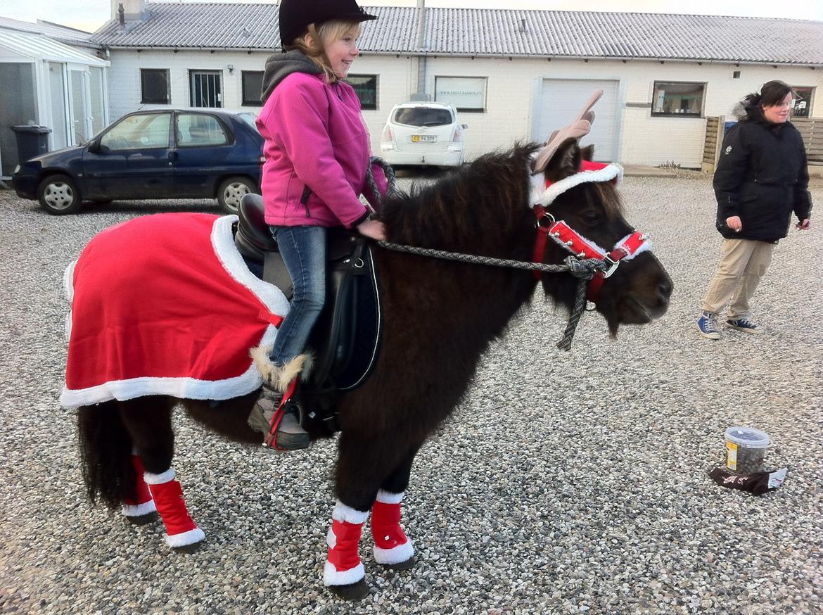 Shetlænder Mille billede 3