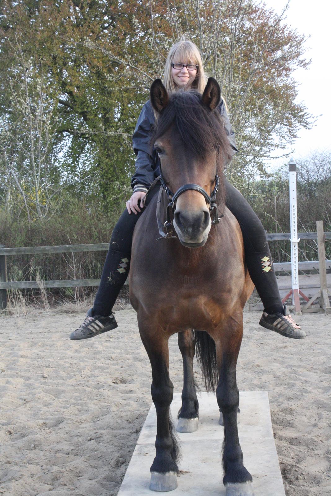 Norsk Døle Bella Bolina (Totten) - Tillykke med Dagen min skat 15 år :D dejlige hest :D billede 18