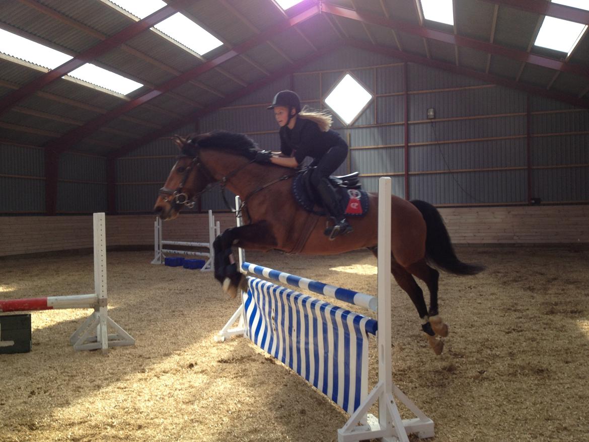 Tysk Sportspony Pablo John Halifax<3 - Sommer 2013 billede 7
