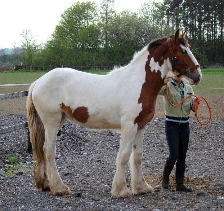 Drumhorse Amazing Ayla -  Registeret i den europæiske stambo billede 14