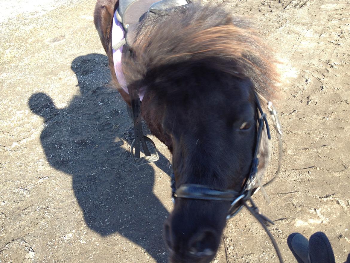 Shetlænder Lille Carl - Det dejligt at ryste hoved  billede 1