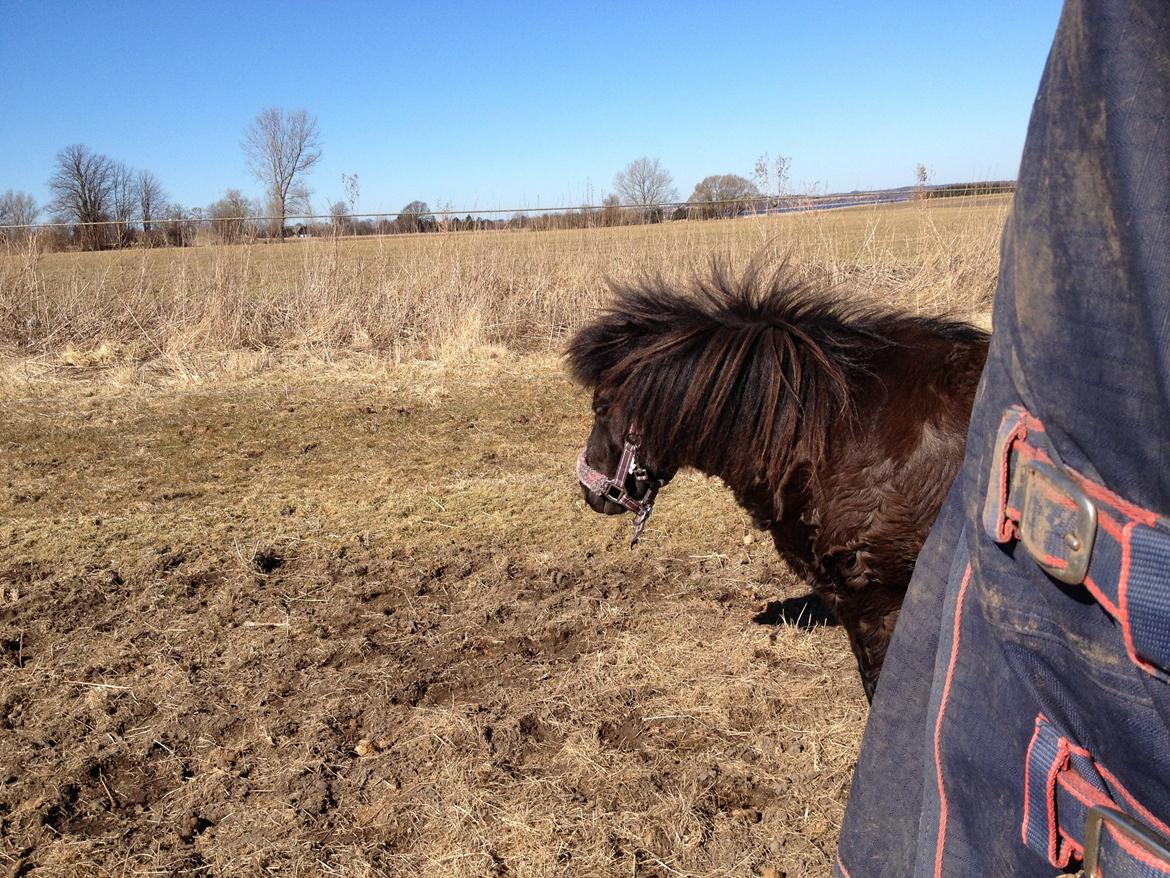 Shetlænder Lille Carl - Jeg gemmer mig her ind til du går væk billede 2