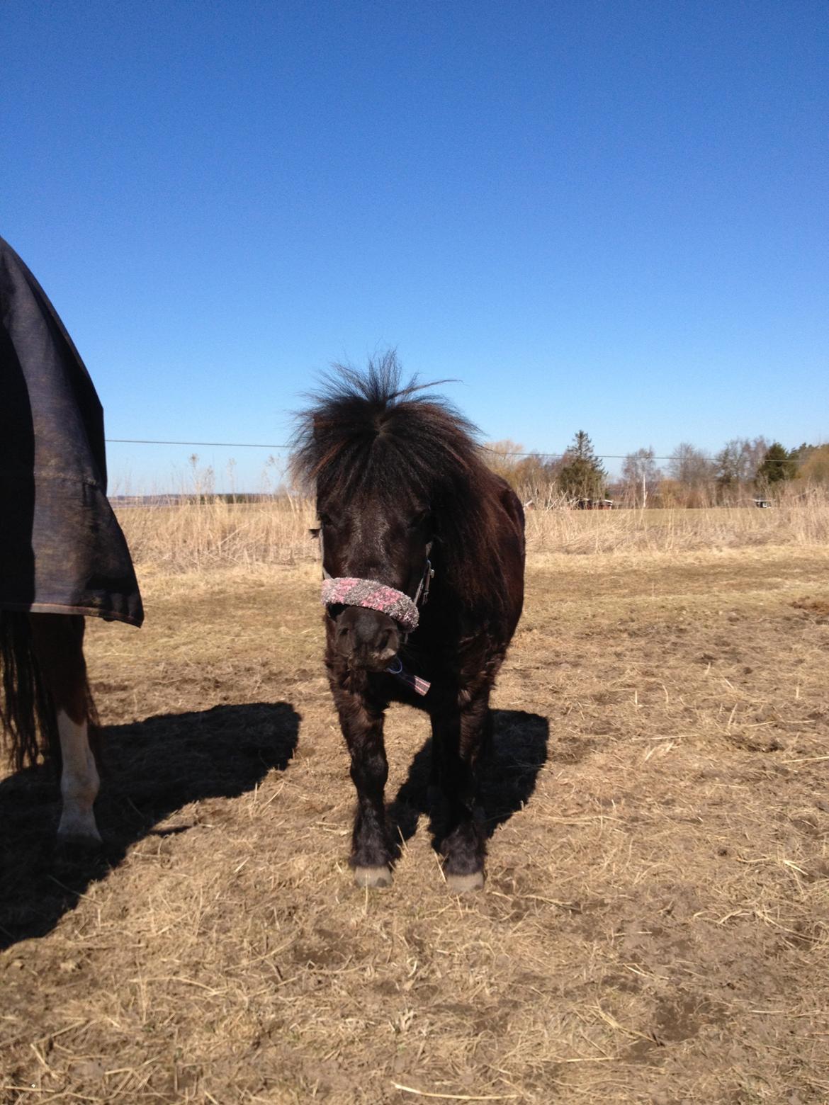 Shetlænder Lille Carl - Hej hvordan har du det billede 3