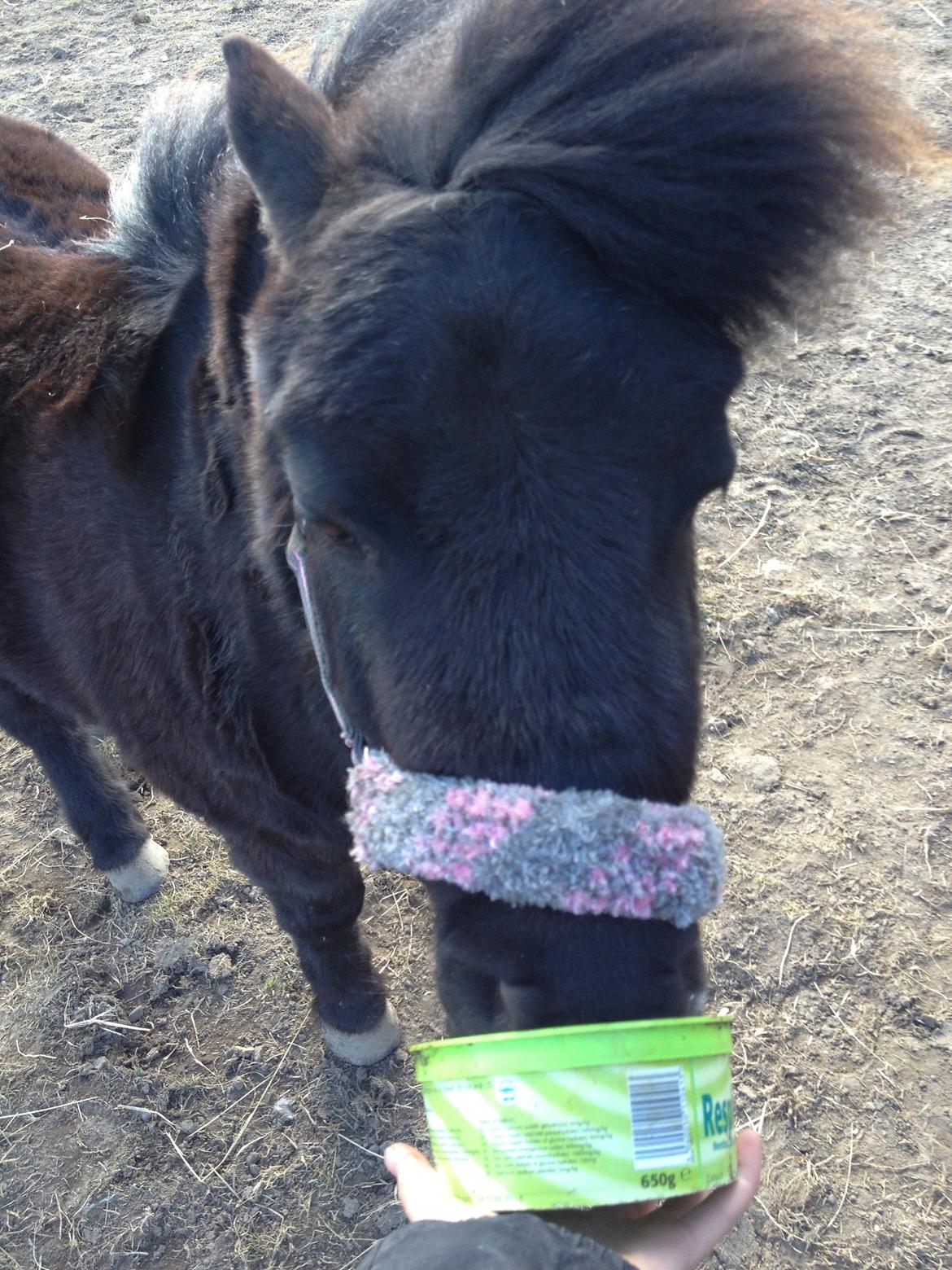 Shetlænder Lille Carl - Ja det turde han billede 4