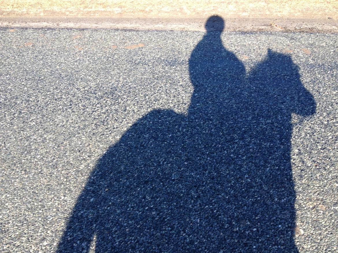 Shetlænder Lille Carl - Skyggen af mig og Lille Carl billede 5