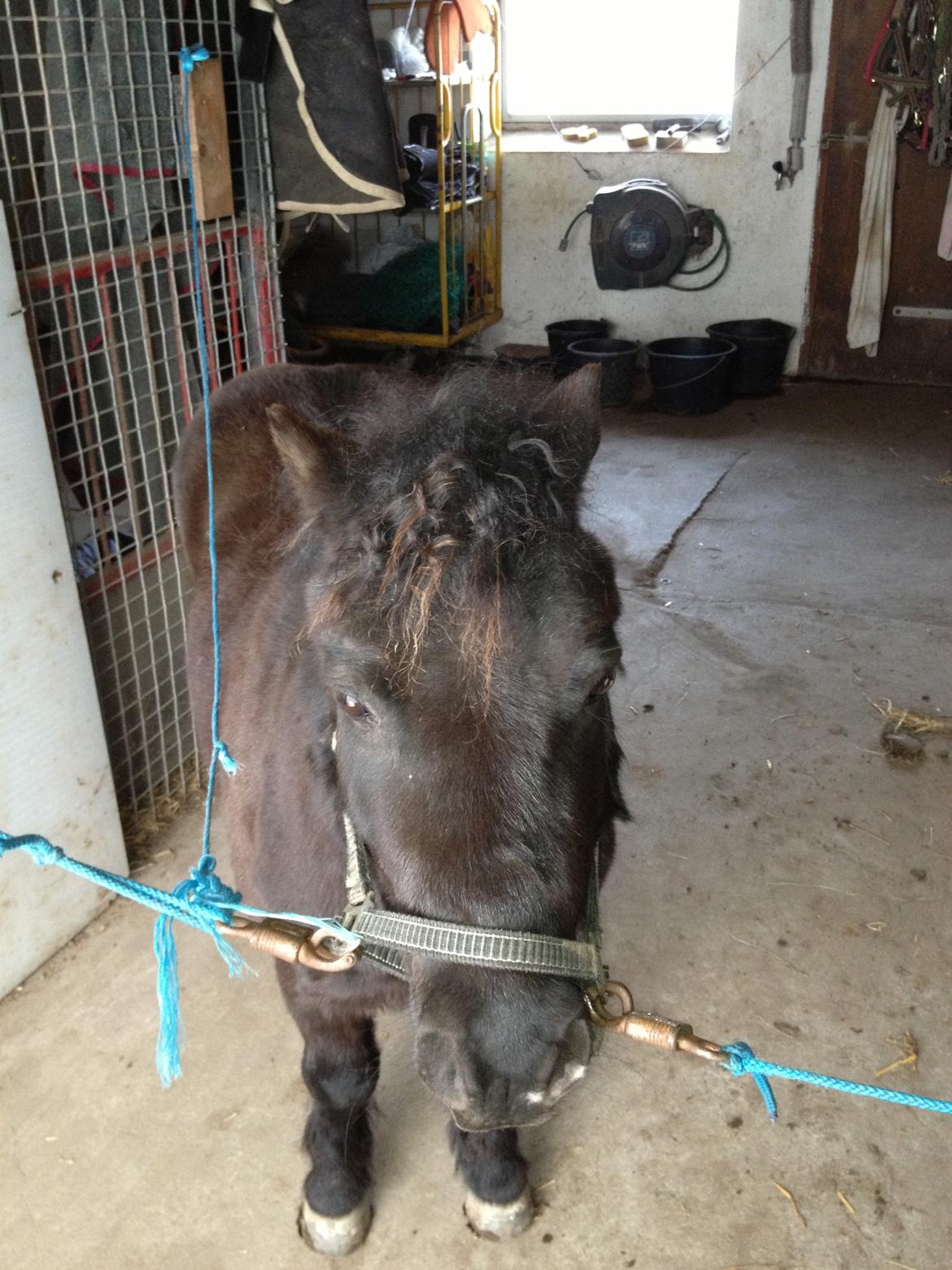 Shetlænder Lille Carl - Elvis frisyre  billede 6