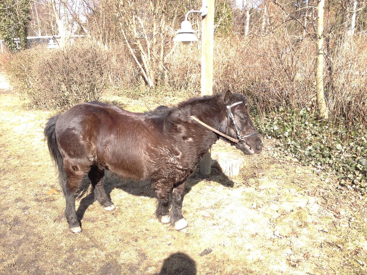 Shetlænder Lille Carl - Hey hvor når kommer du så vi kan ride vider billede 7