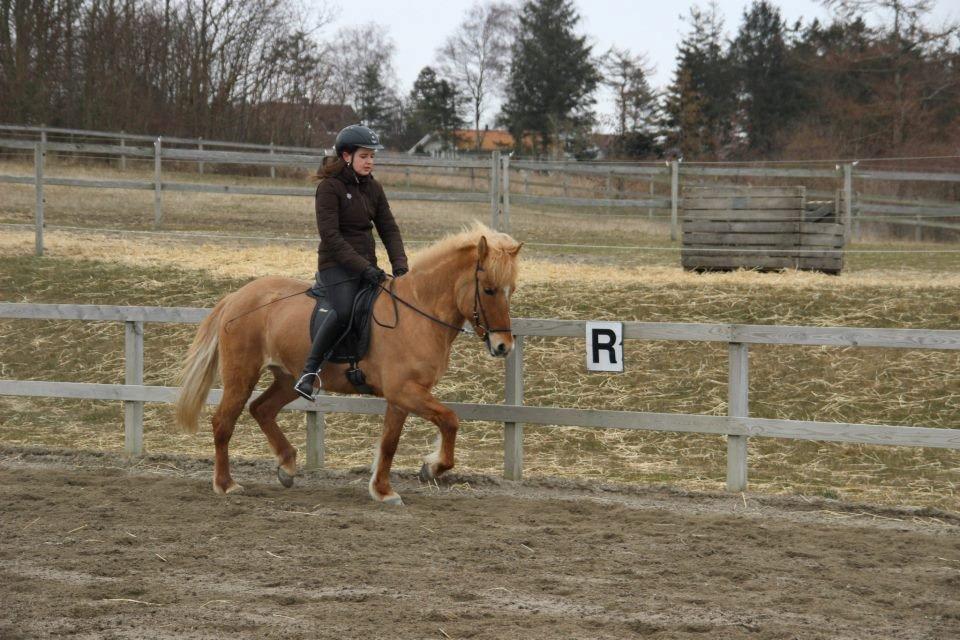 Islænder Drift Fra Kópavogi - Langsom trav <3 billede 17