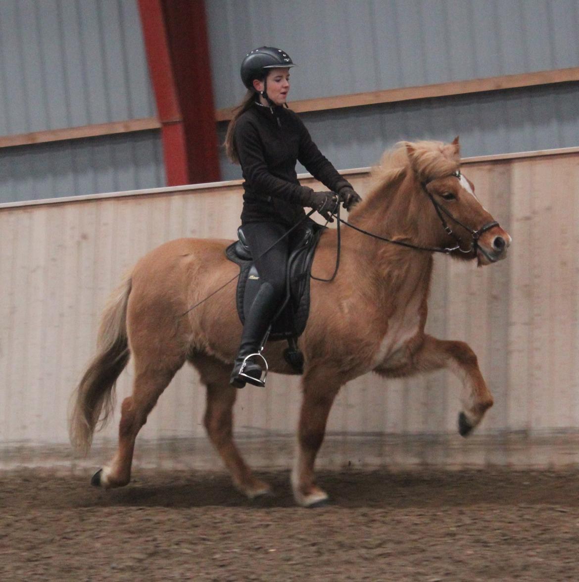 Islænder Drift Fra Kópavogi - Træning i vinters - øgning <3  billede 19