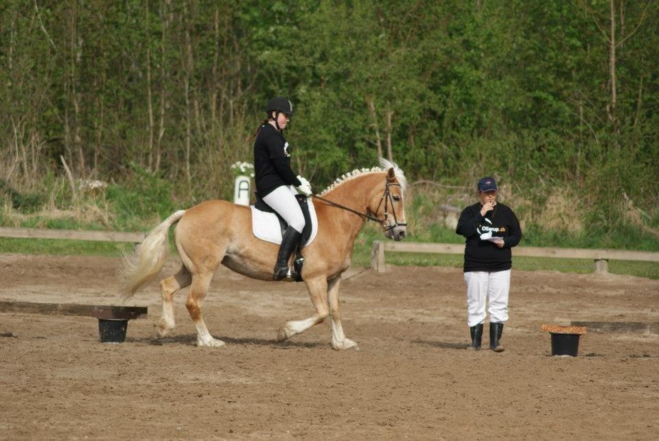 Haflinger Linea billede 18