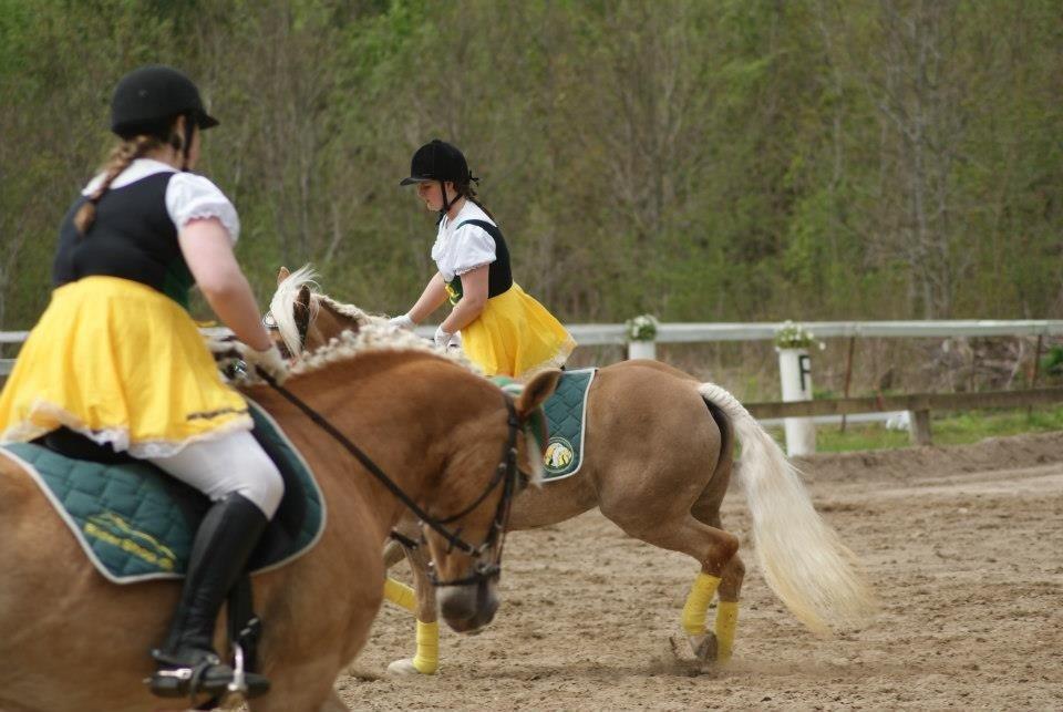 Haflinger Linea billede 20