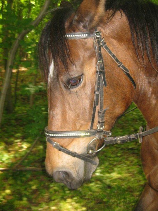 Anden særlig race Flicka  billede 12