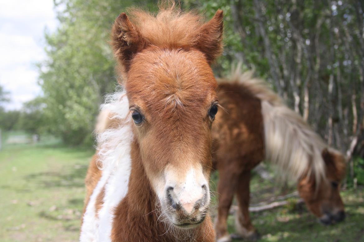 Shetlænder Baks Cajsa billede 1