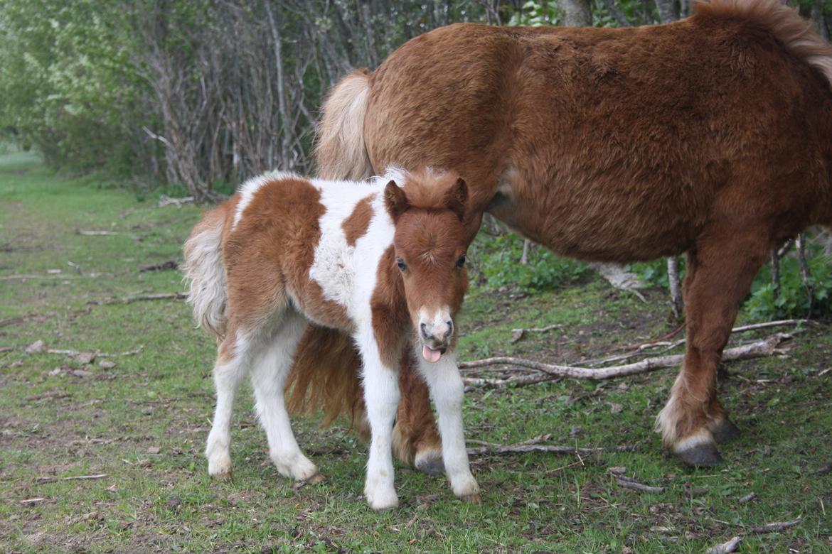 Shetlænder Baks Cajsa billede 2