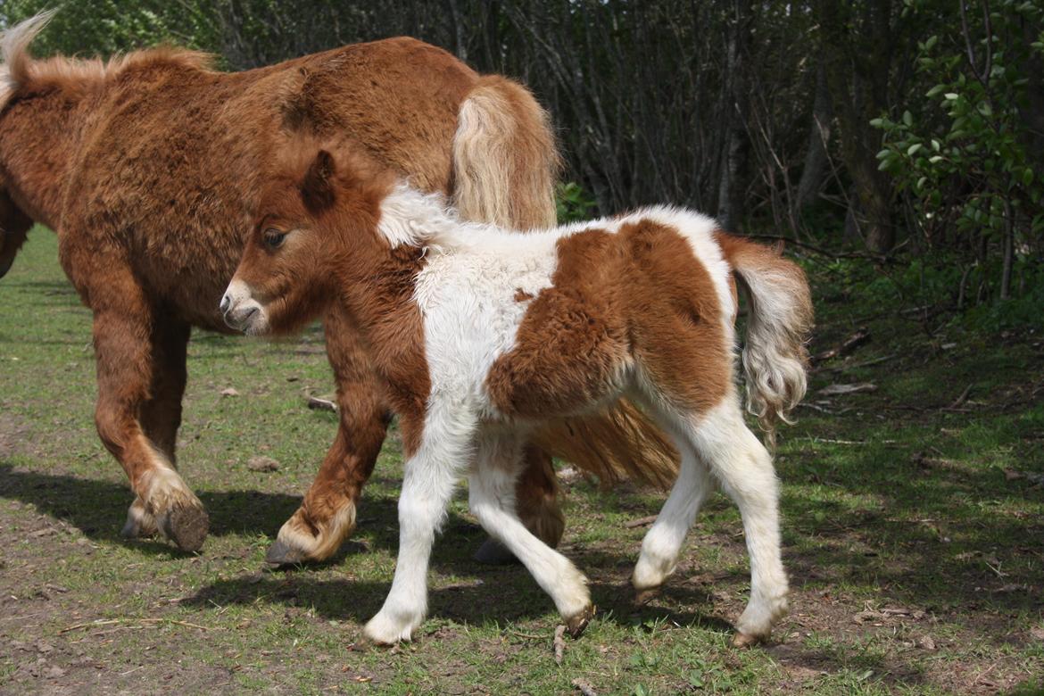 Shetlænder Baks Cajsa billede 3