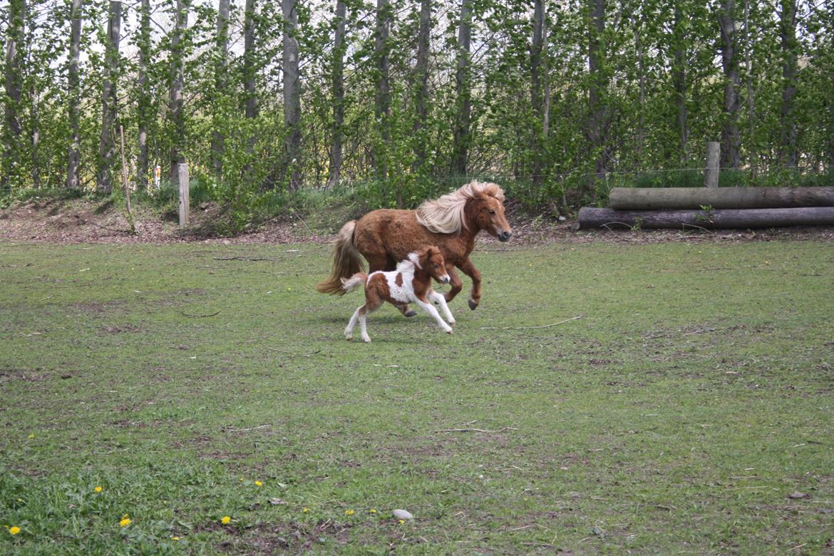 Shetlænder Baks Cajsa billede 4