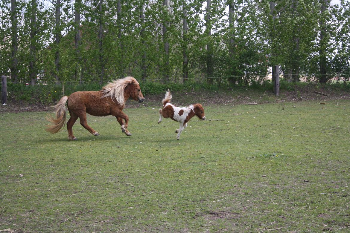 Shetlænder Baks Cajsa billede 5