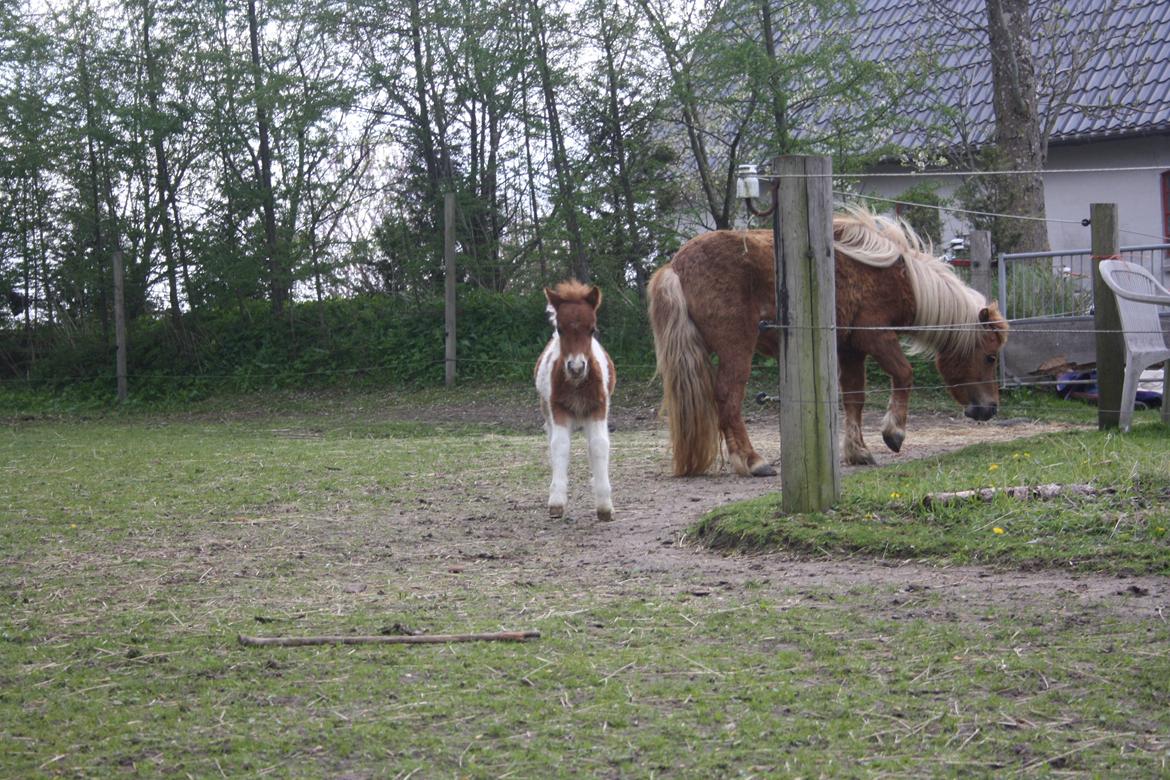 Shetlænder Baks Cajsa billede 6