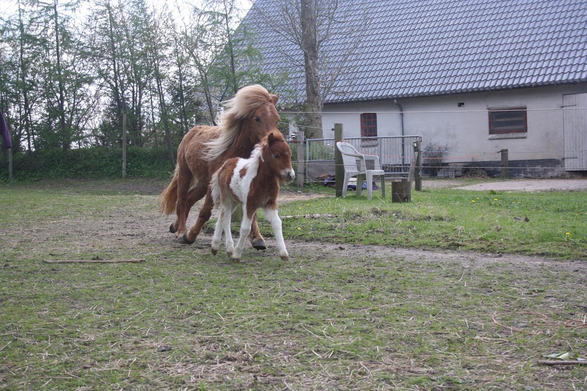 Shetlænder Baks Cajsa billede 7