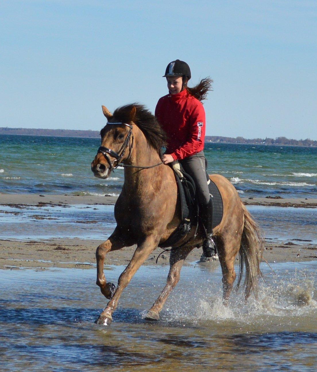New Forest Elmholts Rekord billede 16
