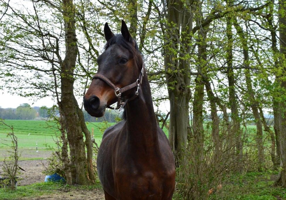Anden særlig race Kildegårds Kanico billede 2