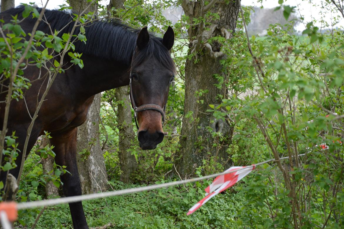 Anden særlig race Kildegårds Kanico billede 18