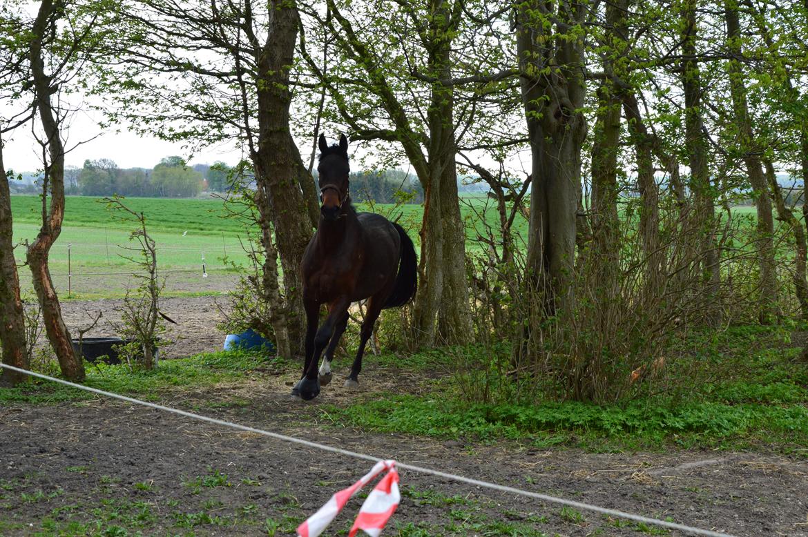 Anden særlig race Kildegårds Kanico billede 19
