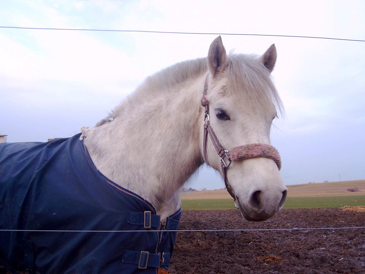 DSP A.J. Moscans Isabell billede 15