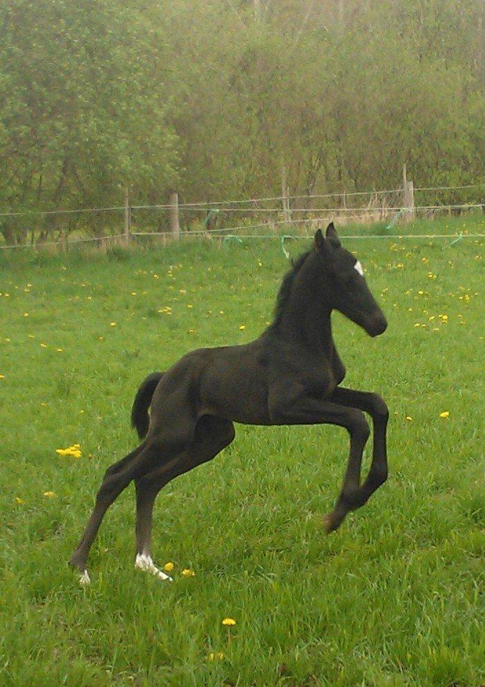 Dansk Varmblod senzation billede 1