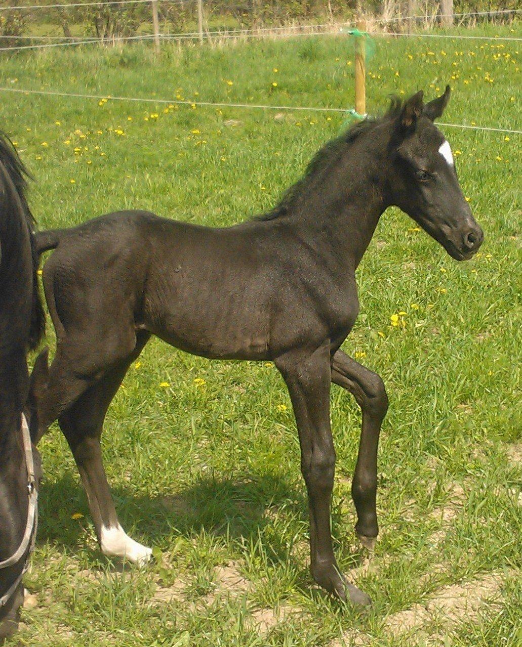 Dansk Varmblod senzation billede 2