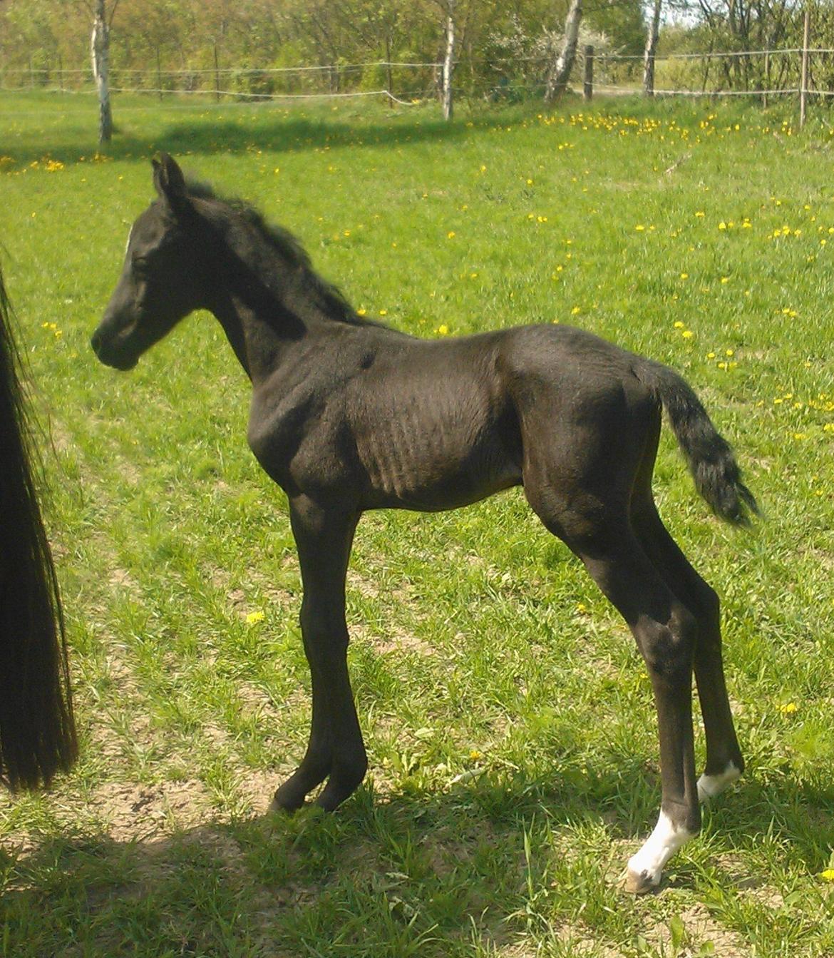 Dansk Varmblod senzation billede 3