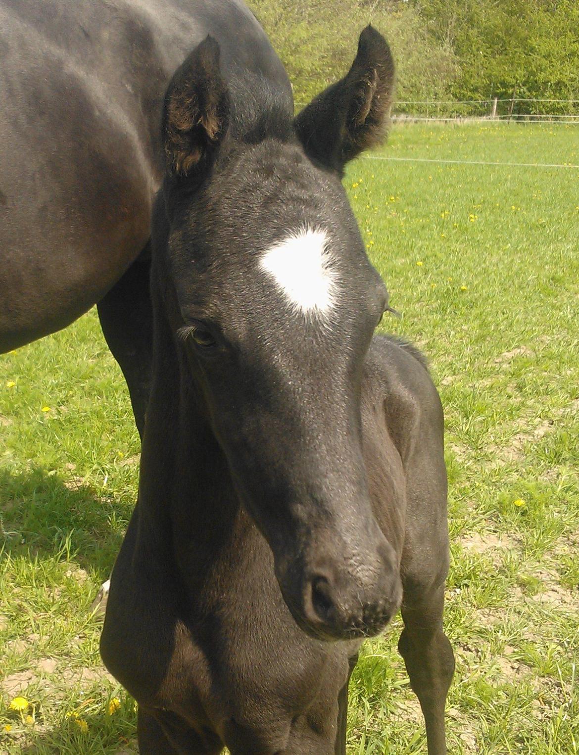 Dansk Varmblod senzation billede 4