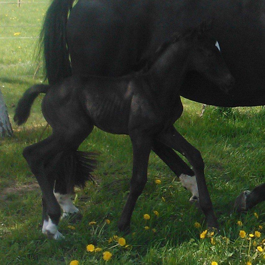 Dansk Varmblod senzation billede 5