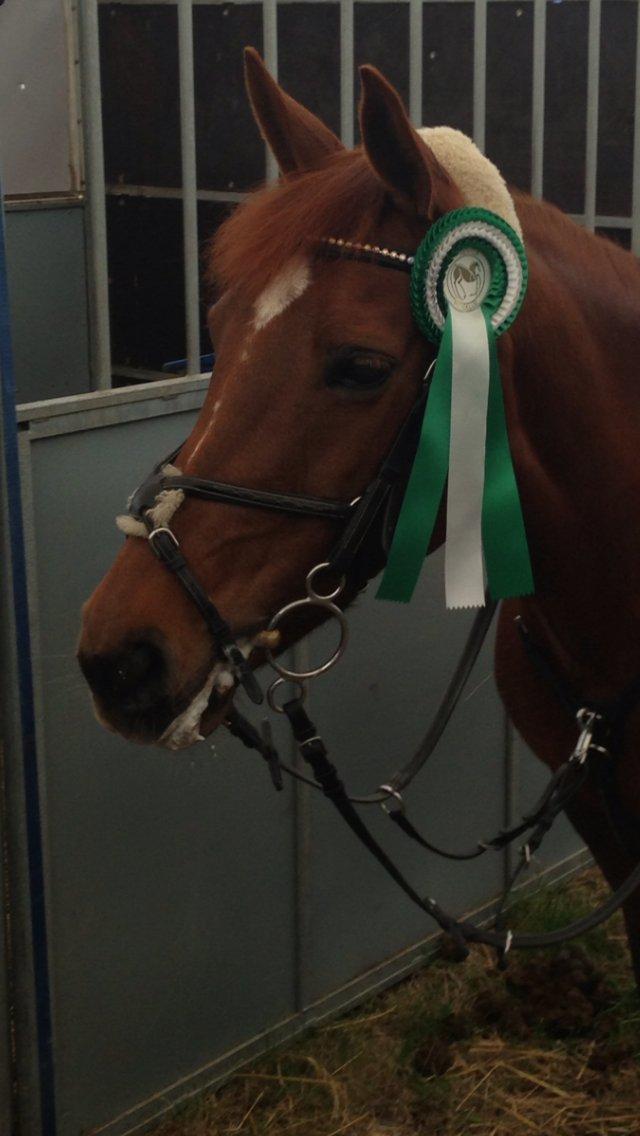 Anden særlig race Clements Penelope - 3 plads til Mors! billede 23