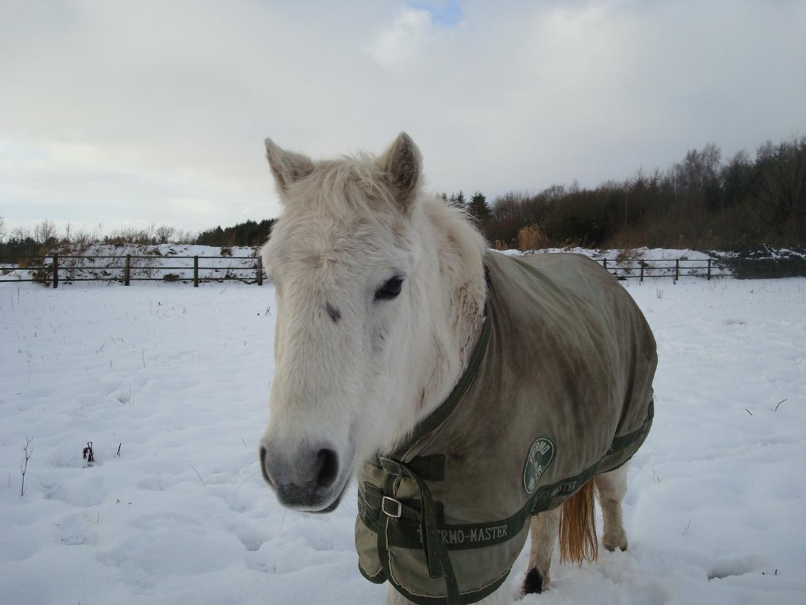 Anden særlig race Cirkeline (Sigge) - sød nutte prinsesse billede 17