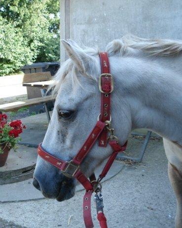 Anden særlig race Cirkeline (Sigge) - Søde smukke Sigge billede 3