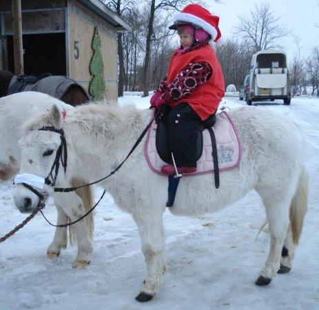 Anden særlig race Cirkeline (Sigge) - December 2012 - Sigge og Freja til juleoptog billede 15