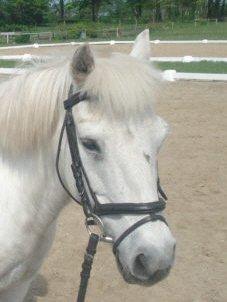 Anden særlig race Cirkeline (Sigge) - Hodde bilede af sigge  billede 4