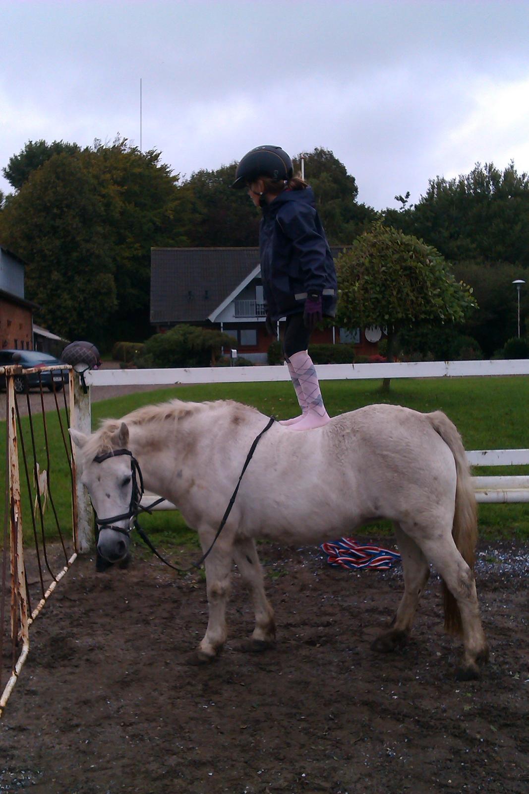 Anden særlig race Cirkeline (Sigge) - Verdens bedste Sigge billede 11