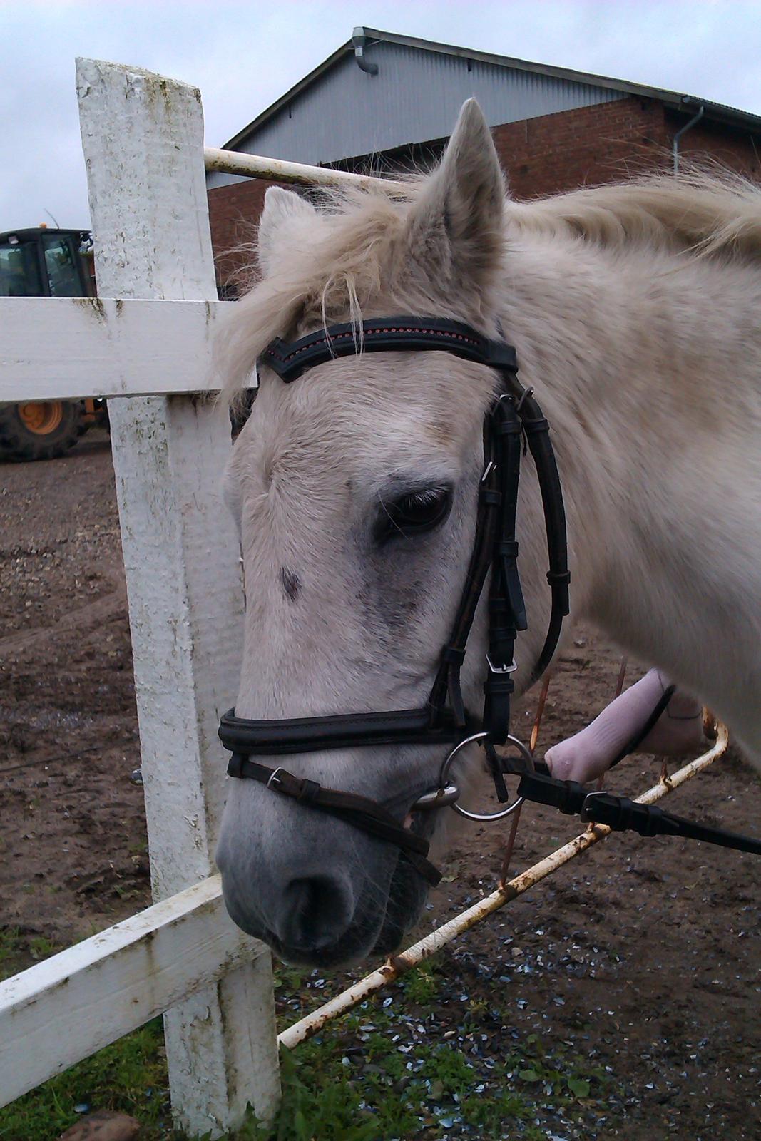 Anden særlig race Cirkeline (Sigge) - i love you billede 13