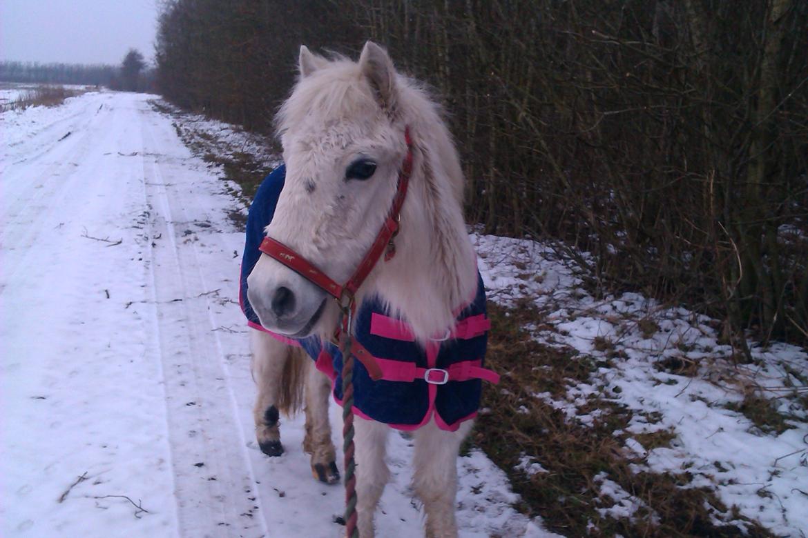 Anden særlig race Cirkeline (Sigge) - smukke sigge i snæen billede 16
