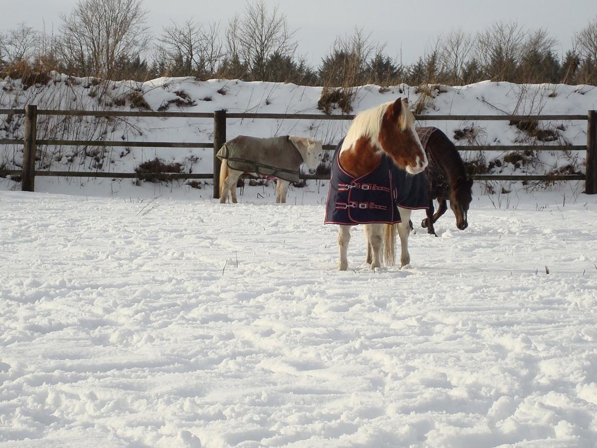 Anden særlig race Cirkeline (Sigge) - Mulle Sigge og bella billede 18
