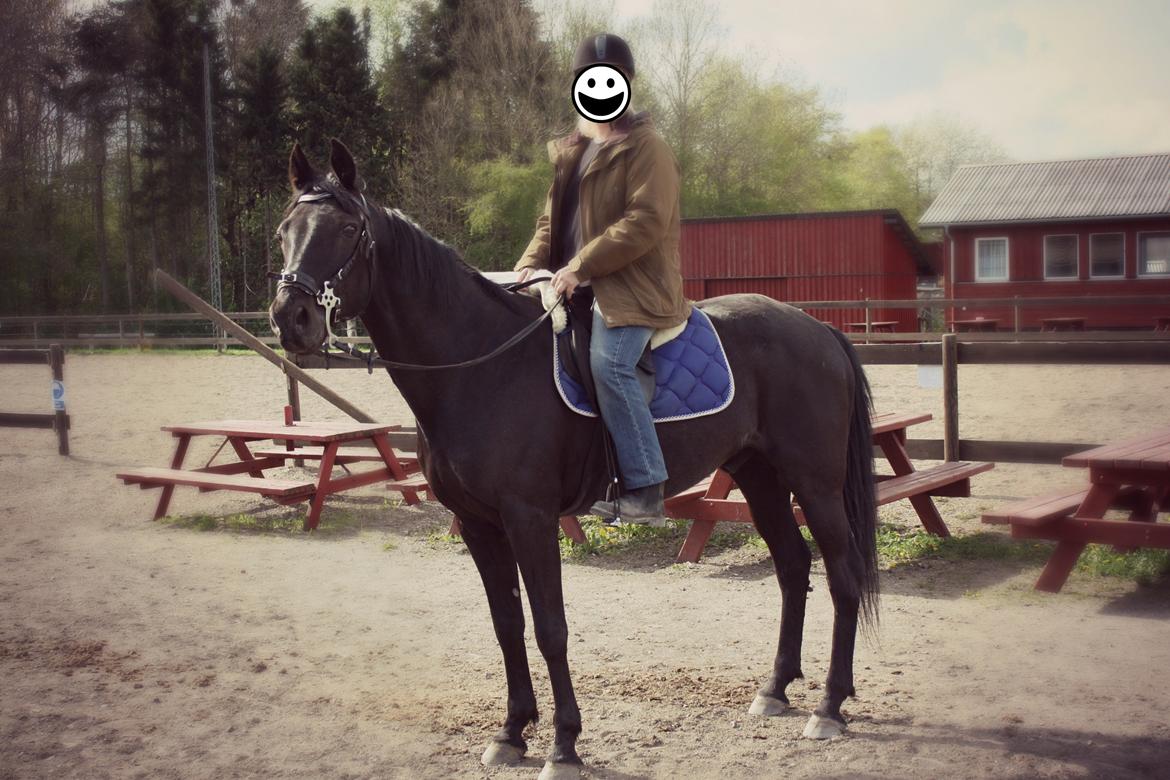 Traver Top gun (Himmelhest. Hvil i fred min engel) - Han ser så glad ud.  billede 14